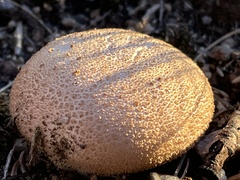 Agaricineae