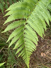 Dryopteris