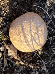 Agaricineae