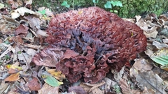 Podoscypha multizonata