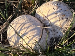 Agaricineae