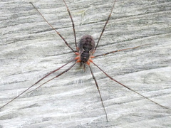 Mitopus morio