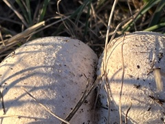 Agaricineae