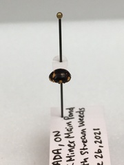 Brachiacantha decempustulata