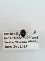 Brachiacantha decempustulata