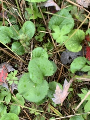 Packera obovata