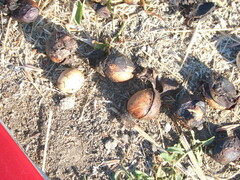 Prunus ilicifolia