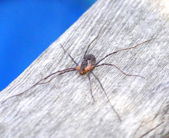 Mitopus morio