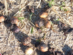 Prunus ilicifolia