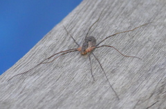 Mitopus morio