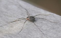 Mitopus morio