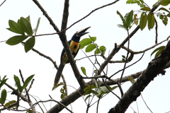 Pteroglossus torquatus