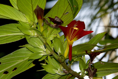 Columnea nicaraguensis