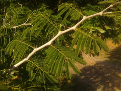 Chloroleucon mangense