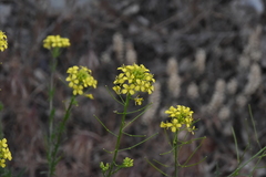Sisymbrium loeselii
