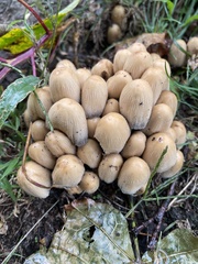 Coprinellus