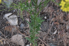 Sisymbrium loeselii
