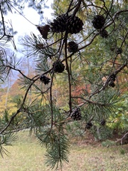 Pinus virginiana