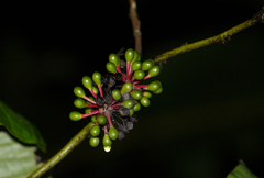 Guatteria amplifolia