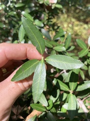 Ilex vomitoria