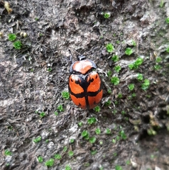 Ogdoecosta biannularis