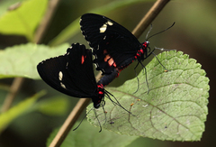 Parides childrenae
