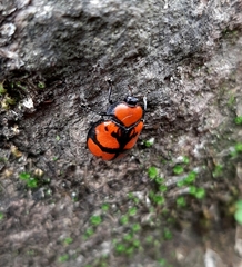 Ogdoecosta biannularis