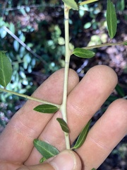 Ilex vomitoria