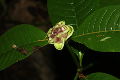 Palicourea glomerulata