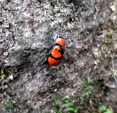 Ogdoecosta biannularis