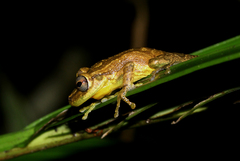 Scinax boulengeri