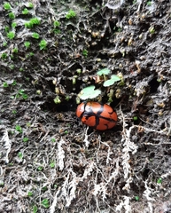 Ogdoecosta biannularis