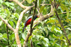 Trogon massena