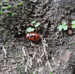 Ogdoecosta biannularis