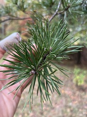 Pinus virginiana