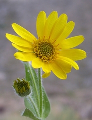 Arnica mollis