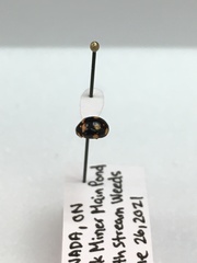 Brachiacantha decempustulata