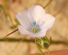 Linum usitatissimum