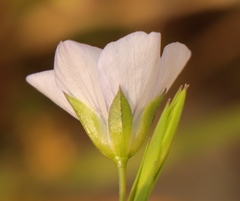 Linum usitatissimum