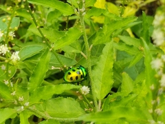 Chrysocoris