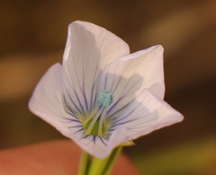 Linum usitatissimum