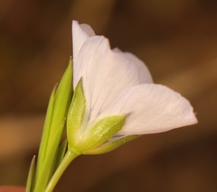 Linum usitatissimum