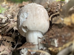 Agaricales