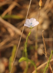 Linum usitatissimum