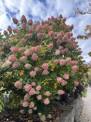 Hydrangea paniculata