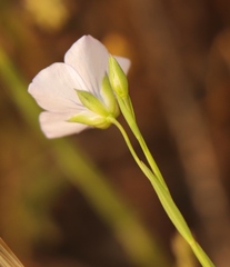 Linum usitatissimum