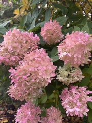 Hydrangea paniculata
