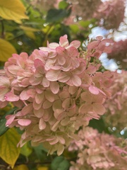 Hydrangea paniculata