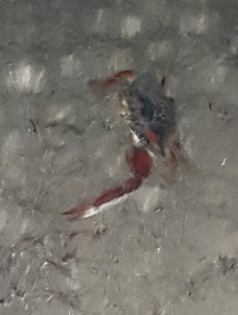 Bocourt swimming crab