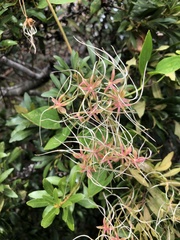 Clematis terniflora